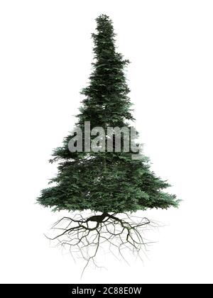 beautiful conifer tree with roots hovering isolated on white background Stock Photo