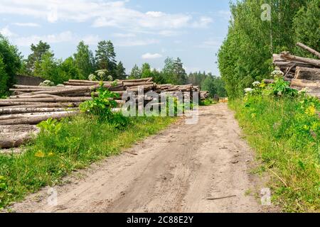 thickets of poisonous hogweed in the Kaluga region, Russia. The road to the sawmill, log warehouse, giant poisonous plants Stock Photo