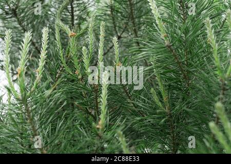 young shoots of pine close up. coniferous tree in the forest Stock Photo