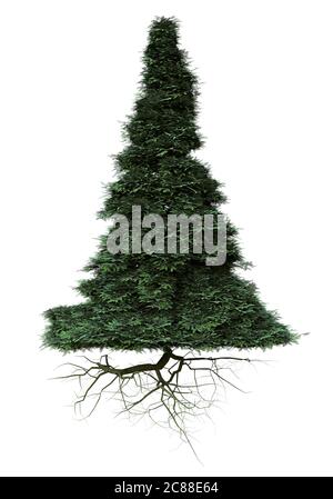 conifer tree with roots isolated on white background Stock Photo