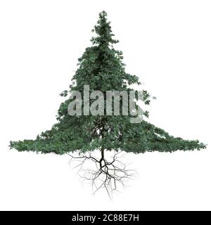 conifer tree with roots isolated on white background Stock Photo