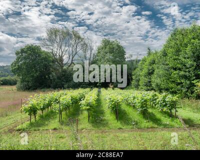 Small Danish vineyard near Vingsted and Vejle, Denmark Stock Photo