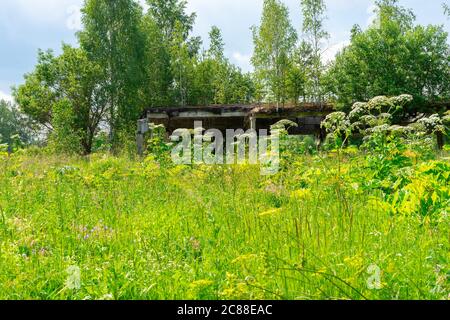 thickets of poisonous hogweed in the Kaluga region, Russia Stock Photo