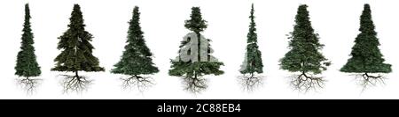 conifer trees with roots isolated on white background Stock Photo