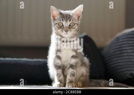 British Shorthair Kitten Stock Photo