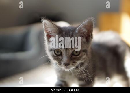 British Shorthair Kitten Stock Photo