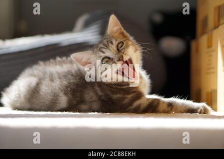 British Shorthair Kitten Stock Photo