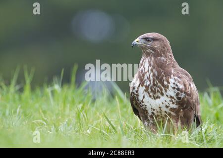 Common Buzard (Buteo buteo) in the field. Stock Photo