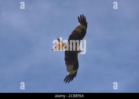 A red kite directly overhead in this photo taken on a clear summer day in Surrey Stock Photo