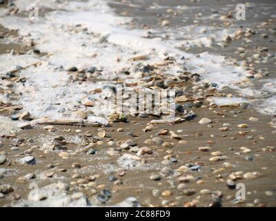 a lot of seashells on the beach, mixed with foam and sand Stock Photo