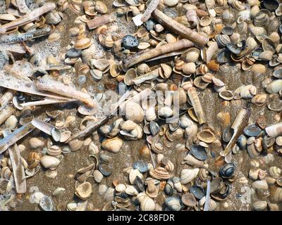 a lot of seashells on the beach, mixed with foam and sand Stock Photo