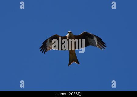 A red kite looks down as it flies overhead in this photo taken against a clear blue sky on a warm summer day near Windsor, England Stock Photo