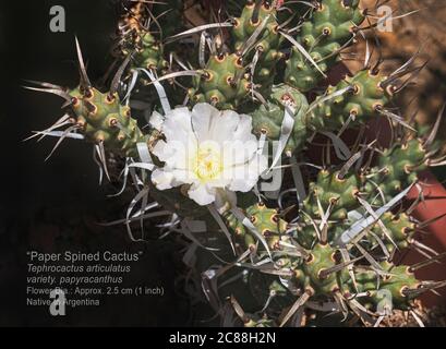 labeled specimen of a paper spine cholla cactus plant with a single white flower surrounded by papery spines and branching segments