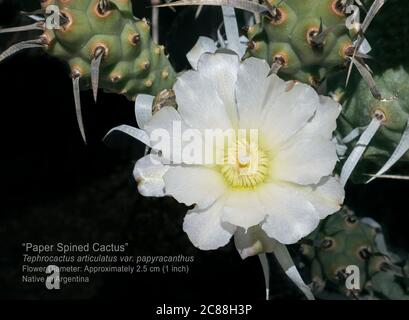 labeled macro of a pearly white Tephrocactus articulatus paper spine cactus flower surrounded by branches and papery spines on a black background