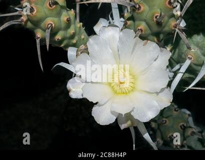 macro of a pearly white Tephrocactus articulatus paper spine cactus flower surrounded by branches and papery spines on a black background
