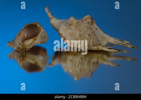 small seasnail shell, broken by the sea Stock Photo