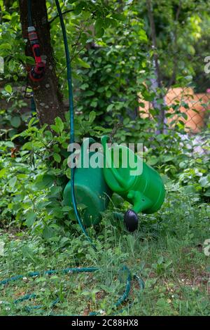 Garden hose with spray nozzle and two watering cans on an apple tree. Stock Photo