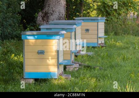 Row of yellow and blue beehives in green meadow. Hives standing in row on an apiary with bees in field. Many beehive on grass field. Beekeeping Stock Photo