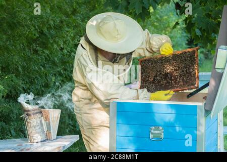 Beekeeper removing honeycomb from beehive. Person in beekeeper suit taking honey from hive. Farmer wearing bee suit working with honeycomb in apiary. Stock Photo