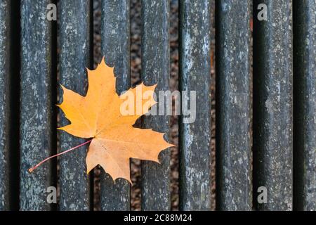 Orange and yellow autumn maple leaf on old gray bench background. Fall maple leaf lying on aged wooden bench. Autumn leaf and dark grey background Stock Photo