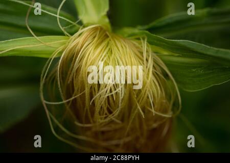 silk growing out of the top of a cob of corn on the plant. Stock Photo