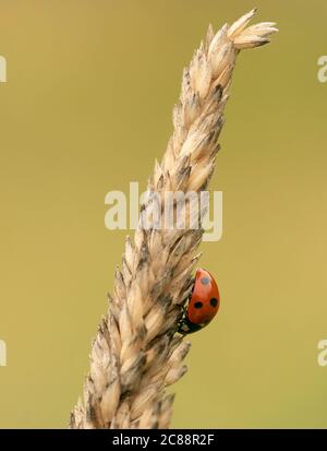 A Seven Spot Ladybird (Coccinella septempunctata) on meadow grass, Warwickshire Stock Photo