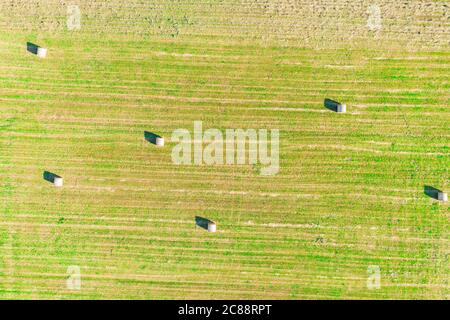 Aerial top view photo from flying drone of a land with sown green fields in countryside in spring day. Land with grown plants of paddy Stock Photo