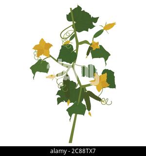 Cucumber. illustration. Branch with vegetable, inflorescence and leaves Stock Vector