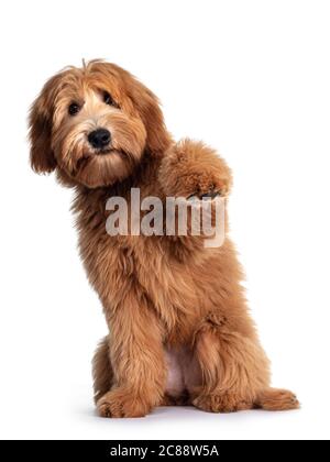 Cute red / abricot Australian Cobberdog / Labradoodle dog pup, sitting up with one paw high in air. Mouth closed. Isolated on white background. Stock Photo