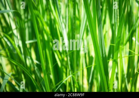 Poland. Przemyskie Voivodeship, around the town of Radawa. Summer forest vegetation. Stock Photo