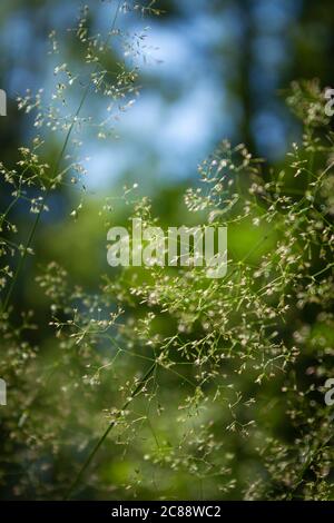Poland. Przemyskie Voivodeship, around the town of Radawa. Summer forest vegetation. Stock Photo