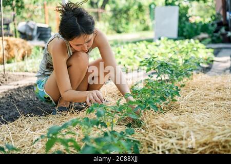Female farmer planting cucumbers in the vegetable garden.  Gardening Stock Photo