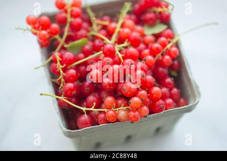Red currants in punnet on white background Stock Photo