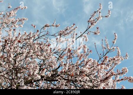 Cherry blossom tree branches with blue cloudy sky in the background Stock Photo
