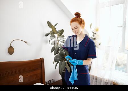Smiling caucasian housekeeper with ginger hairknot tidying up the room and wiping out the dust from green plant leaves. Stock Photo