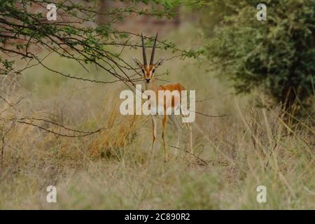 A lone Indian gazelles also called chinkaras with long and pointed horns standing under a tree during a hot summer evening at Rajasthan India Stock Photo