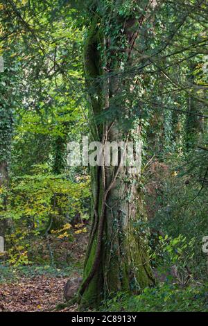 Old tree in the green forest, Brittany, France Stock Photo
