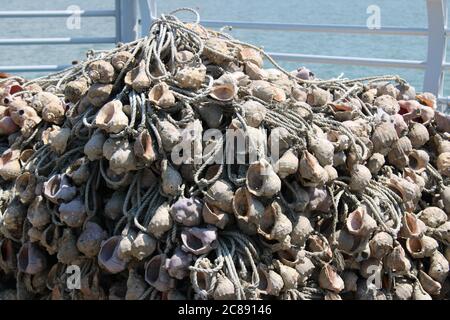 Clusters of seashells entwined in ropes used for fishing, Oido, Korea Stock Photo