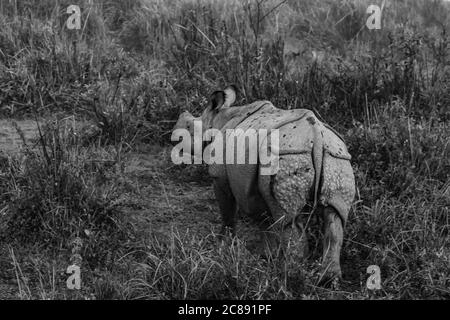 A monochrome image of a one horned rhino standing and grazing amidst tall grass in a national park in Assam India on 6 December 2016 Stock Photo