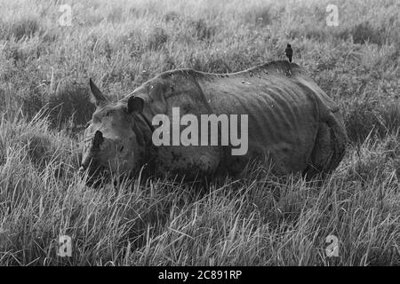 A monochrome image of a one horned rhino standing and grazing amidst tall grass in a national park in Assam India on 6 December 2016 Stock Photo