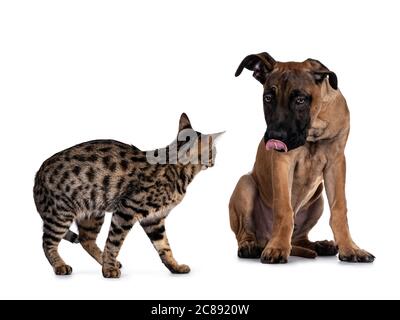 Savannah F7 cat and Boerboel malinois cross breed dog, playing together. Cat standing looking to  dog sitting sticking tongue out.. Isolated on white Stock Photo