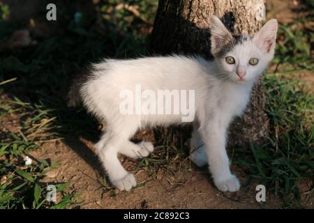 Little white kitten is looking at camera at garden Stock Photo