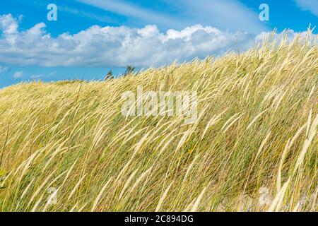 Beautiful dry and green grass field, reeds, stalks blowing in the wind with blue sky and clouds on the Baltic Sea Stock Photo
