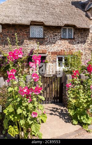 Hollyhocks flowering by the gate of a traditional thatched cottage on Exmoor National Park in the village of Bossington, Somerset UK
