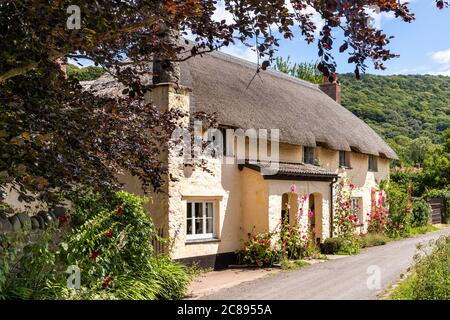 Hollyhocks flowering outside a traditional thatched cottage on Exmoor National Park in the village of Bossington, Somerset UK Stock Photo