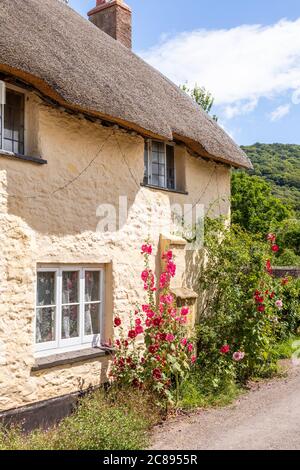Hollyhocks flowering outside a traditional thatched cottage on Exmoor National Park in the village of Bossington, Somerset UK Stock Photo