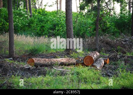 Felled tree trunks in the forest on a clearing Stock Photo