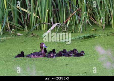 A duck and her ducklings swimming amongst the pondweed on Cornmill stream in Cornmill Meadow, River Lee Country Park, Waltham Abbey, Essex Stock Photo
