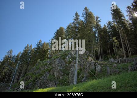 Fir trees rising up into the blue sky in Davos Switzerland Stock Photo