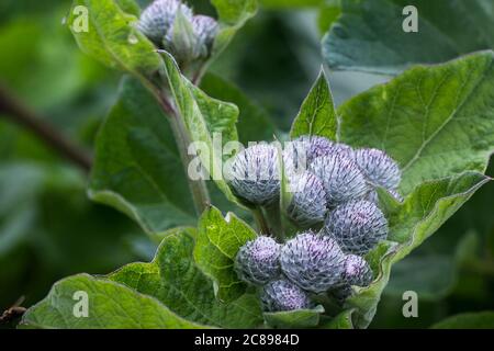 Arctium lappa.The seeds of burdock close-up on a background of green leaves Stock Photo